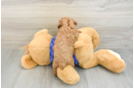 Playful Poodle Baby