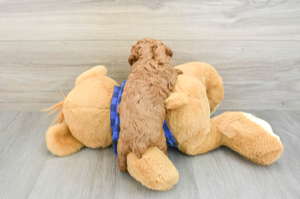 Playful Poodle Baby