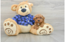 Poodle Puppy for Adoption