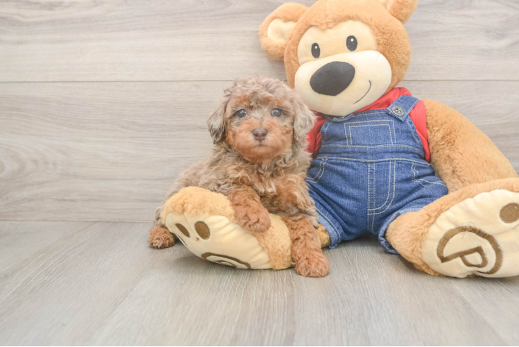 Popular Poodle Purebred Pup