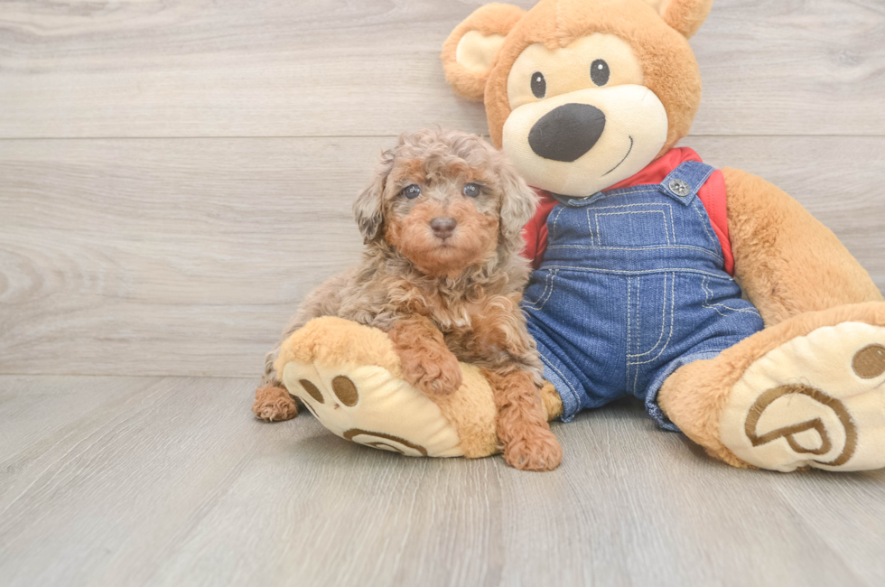 6 week old Poodle Puppy For Sale - Premier Pups