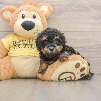 Playful Poodle Purebred Pup