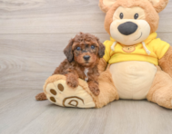 7 week old Poodle Puppy For Sale - Premier Pups