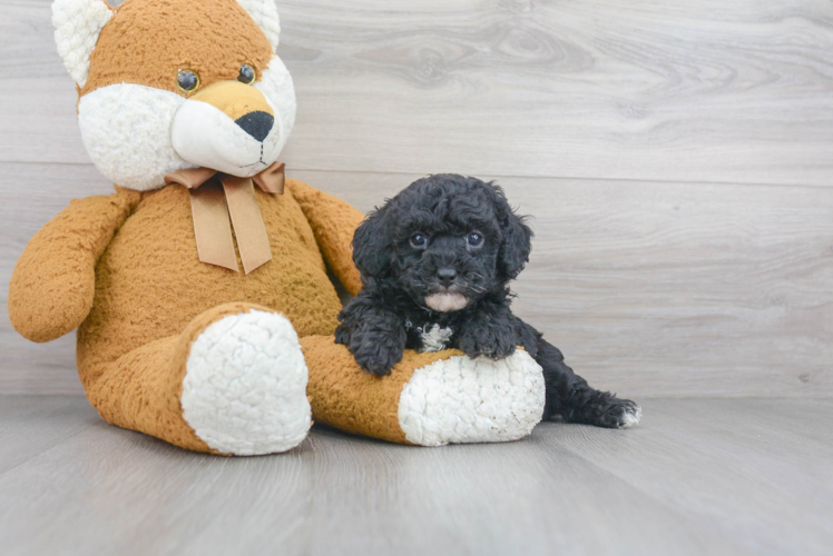 Little Poodle Purebred Pup