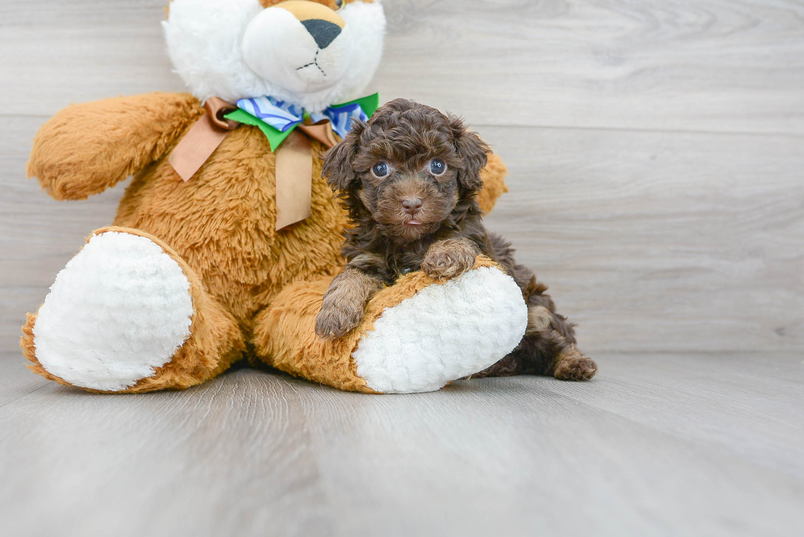 Best Poodle Baby