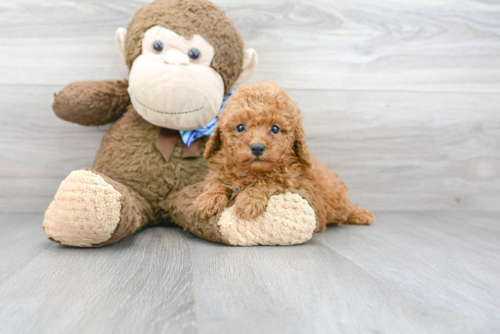 Funny Poodle Purebred Pup