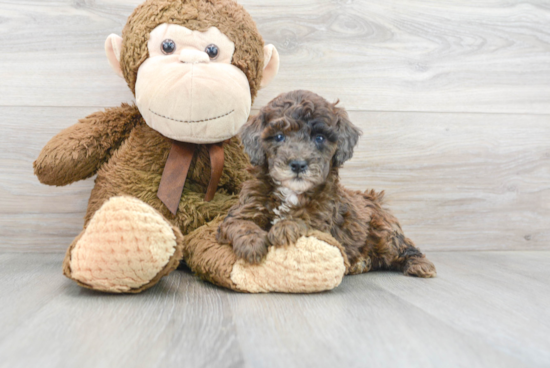 Small Poodle Purebred Pup