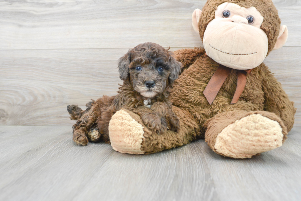 Fluffy Pudle Purebred Puppy