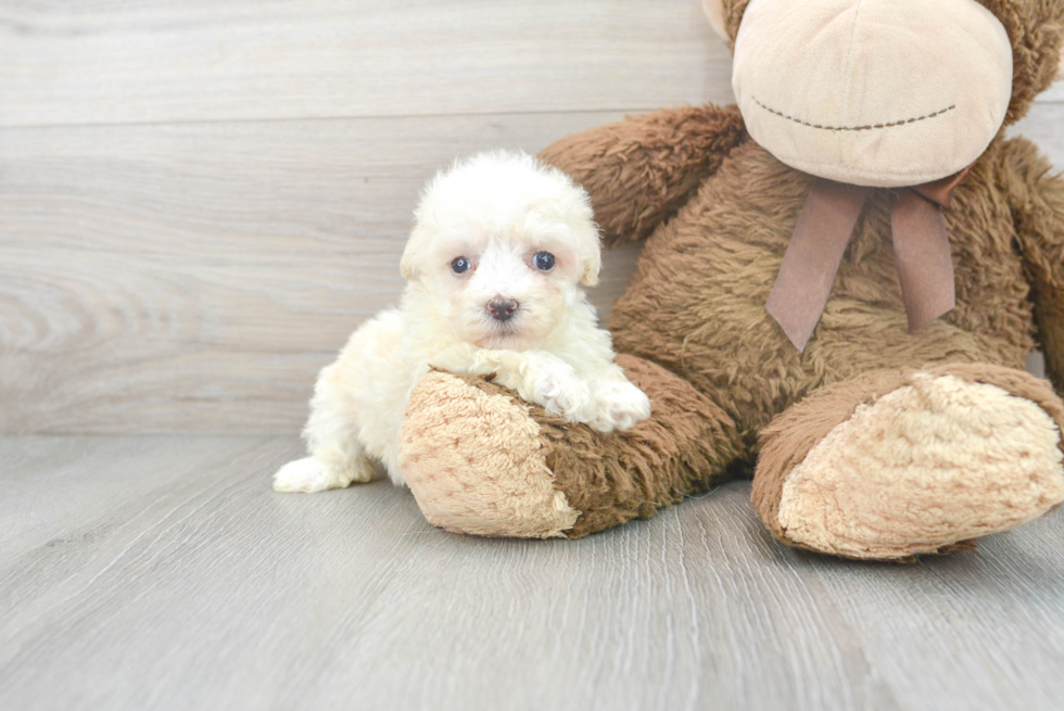 Fluffy Pudle Purebred Puppy