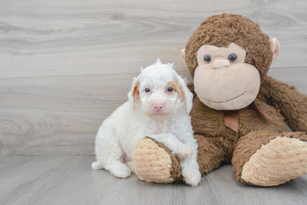 Poodle Pup Being Cute