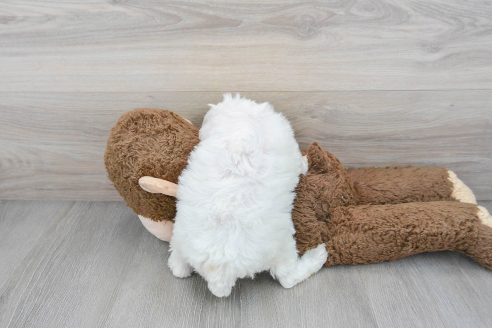 Best Poodle Baby