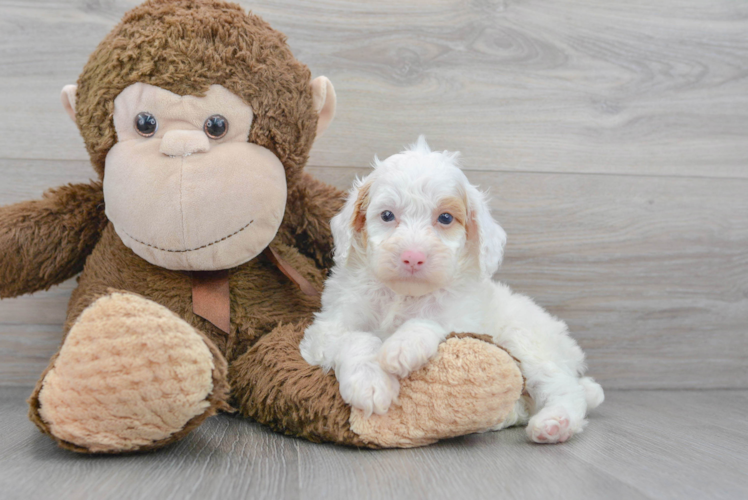 Funny Poodle Purebred Pup