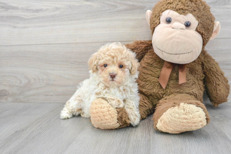 Happy Pudle Purebred Puppy