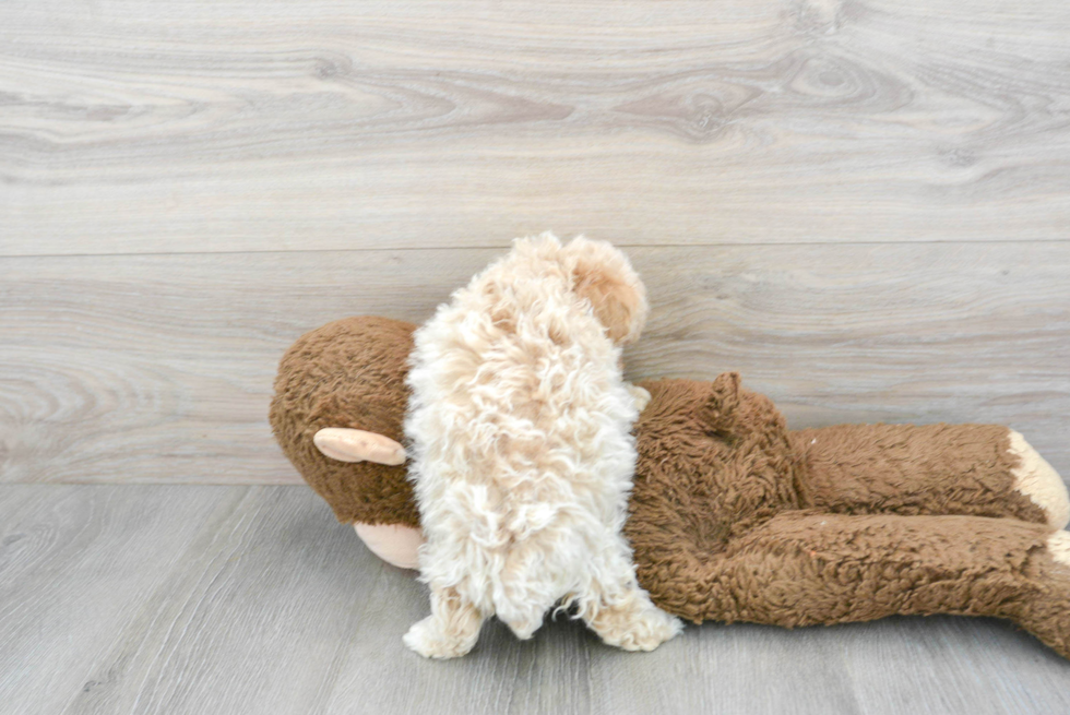 Poodle Pup Being Cute