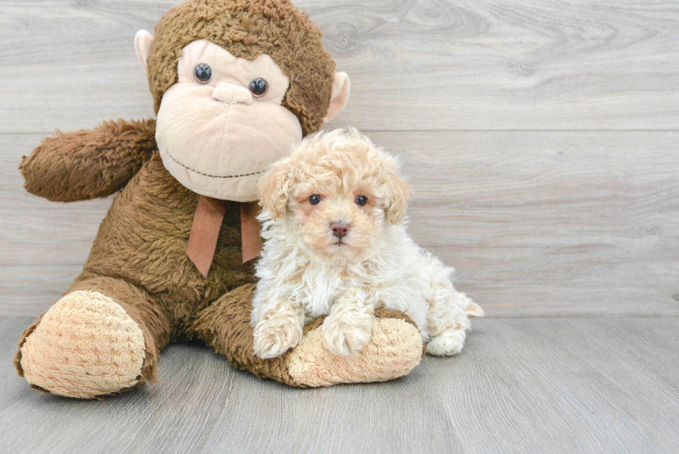 Best Poodle Baby
