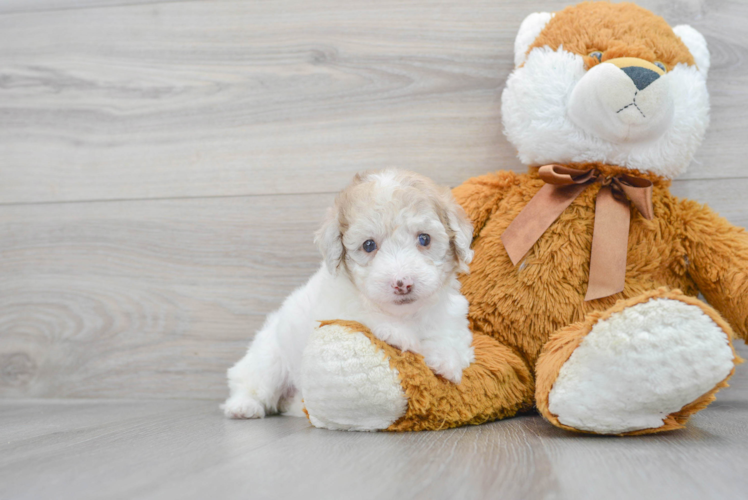 Friendly Poodle Baby