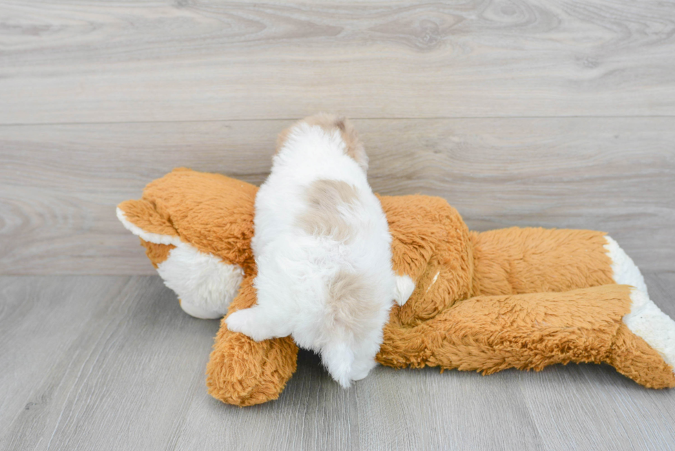 Playful Poodle Baby