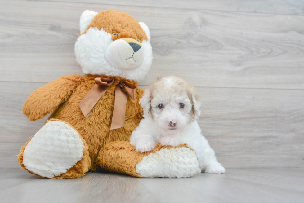 Small Poodle Purebred Pup