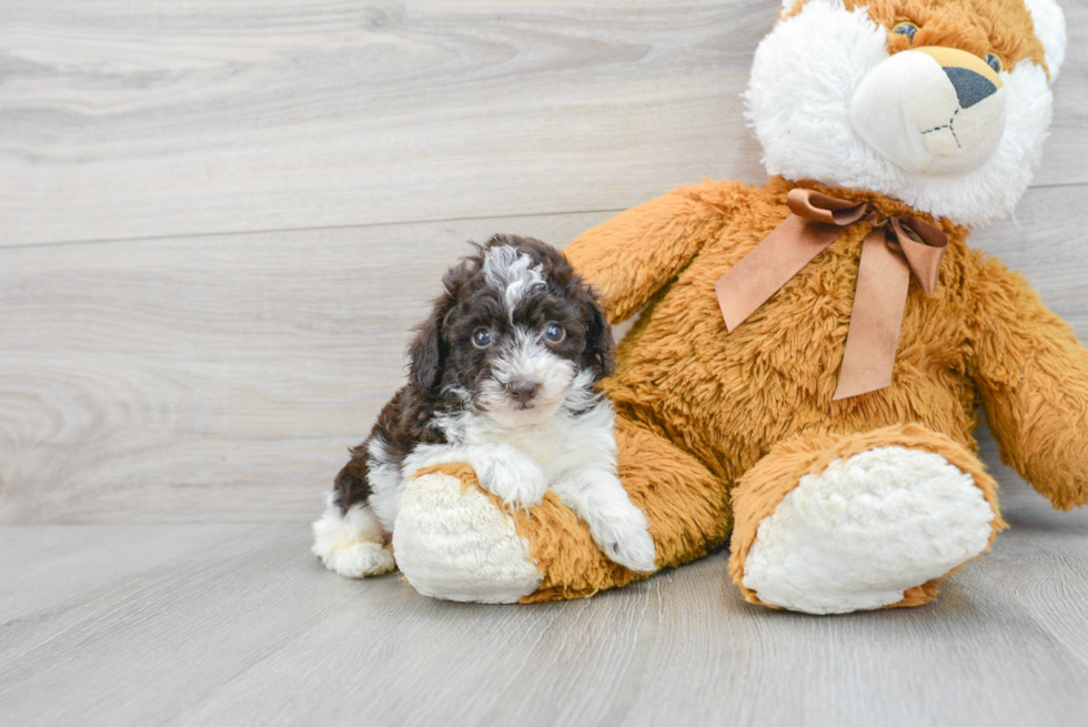 Poodle Pup Being Cute