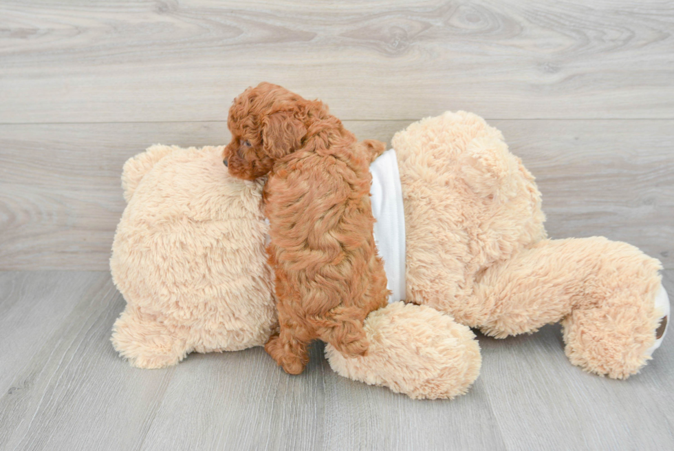 Playful Poodle Baby