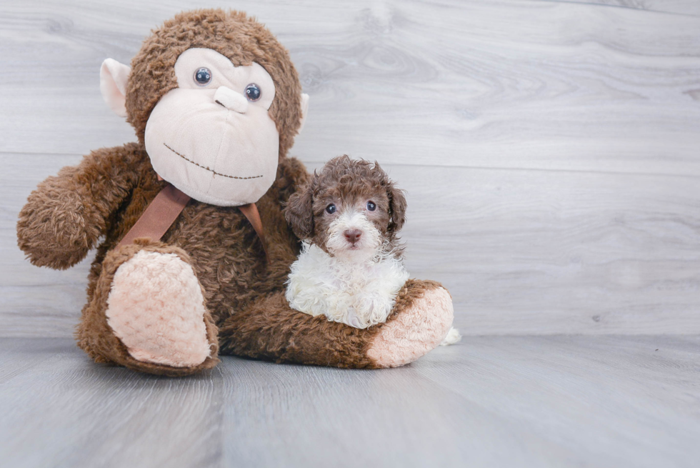 Sweet Pudle Purebred Puppy