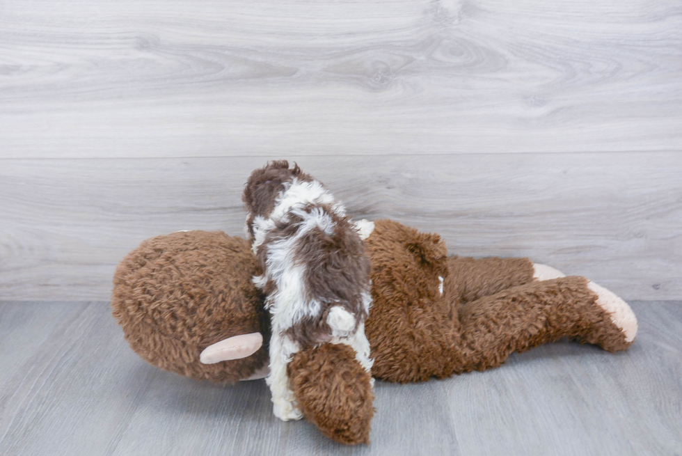 Poodle Pup Being Cute