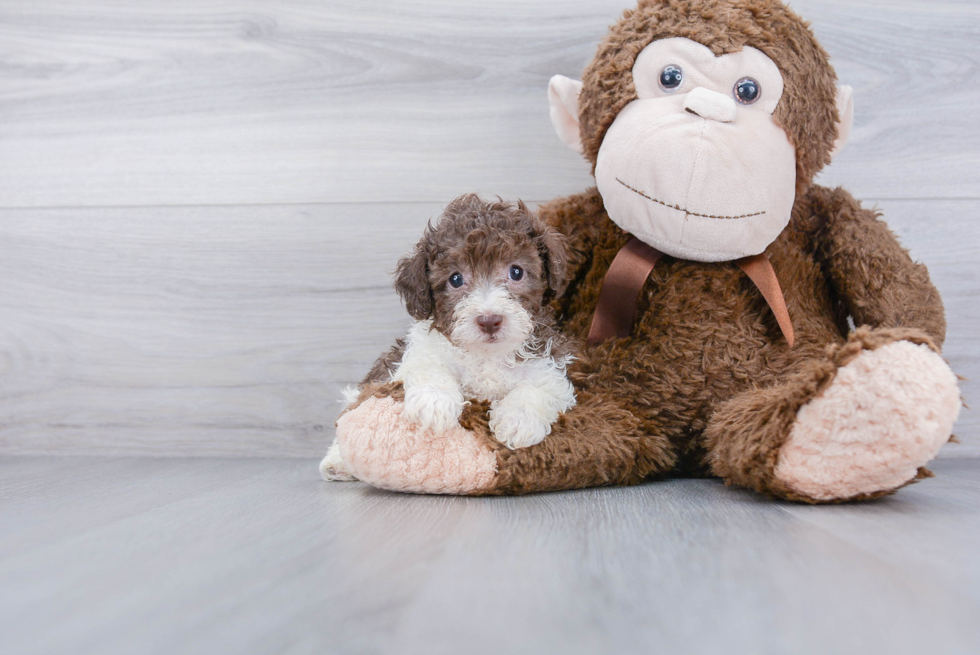 Poodle Pup Being Cute