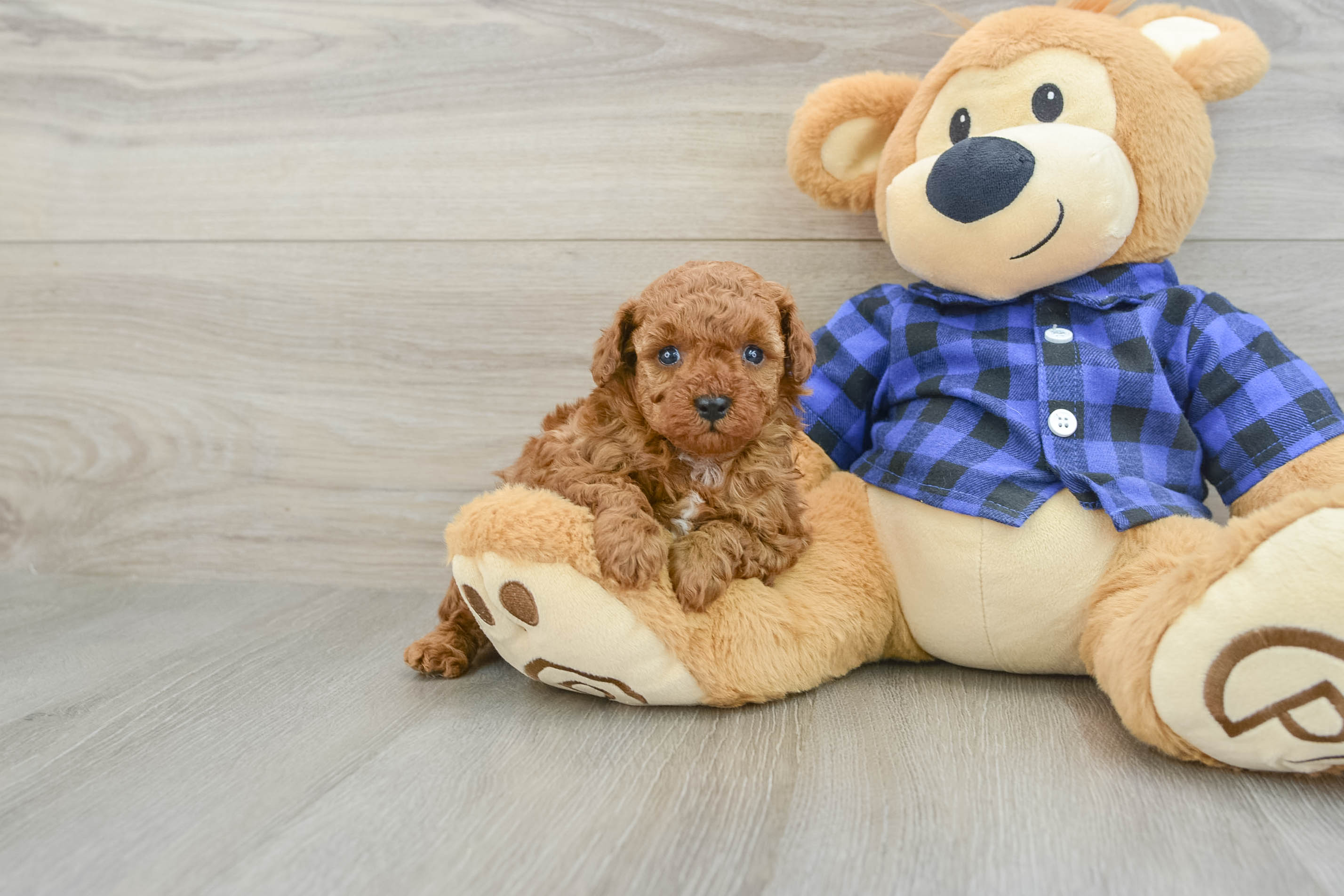 Playful Poodle Purebred Pup