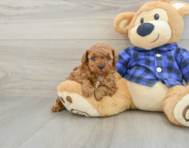 6 week old Poodle Puppy For Sale - Premier Pups