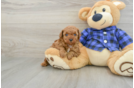 Playful Poodle Purebred Pup