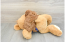 Petite Caniche Purebred Puppy