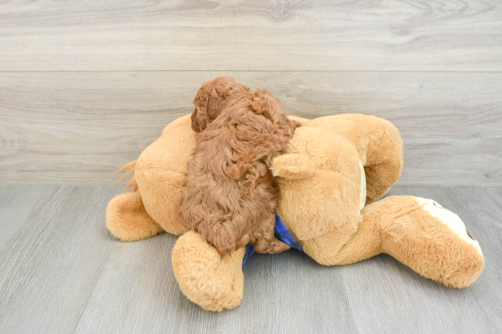 Petite Caniche Purebred Puppy