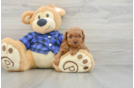 Poodle Puppy for Adoption