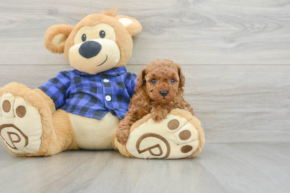 Poodle Puppy for Adoption