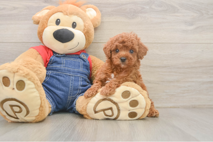 Akc Registered Poodle Baby