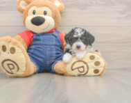 9 week old Poodle Puppy For Sale - Premier Pups