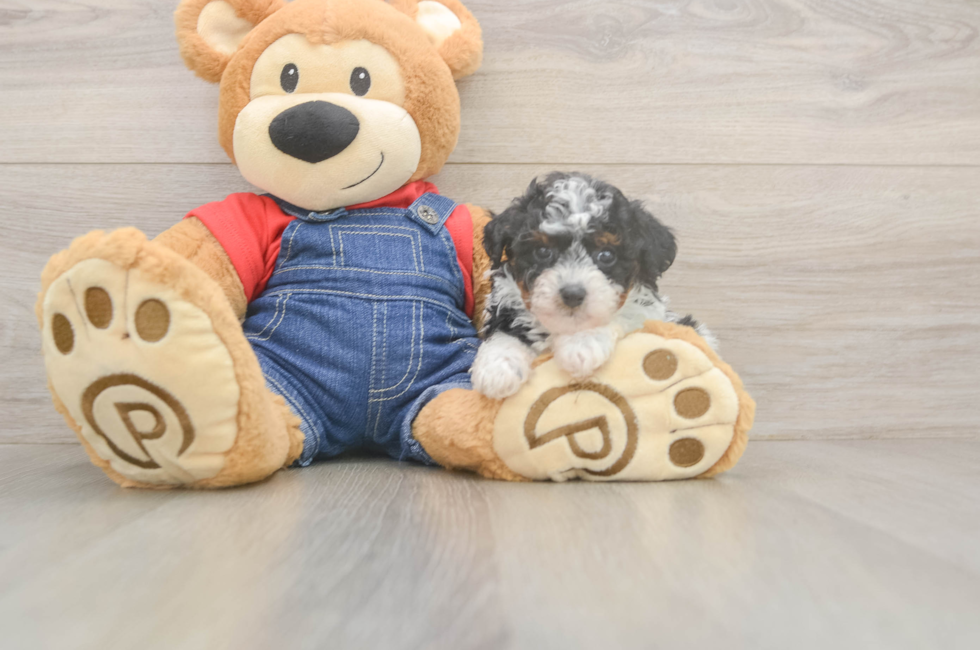 6 week old Poodle Puppy For Sale - Premier Pups