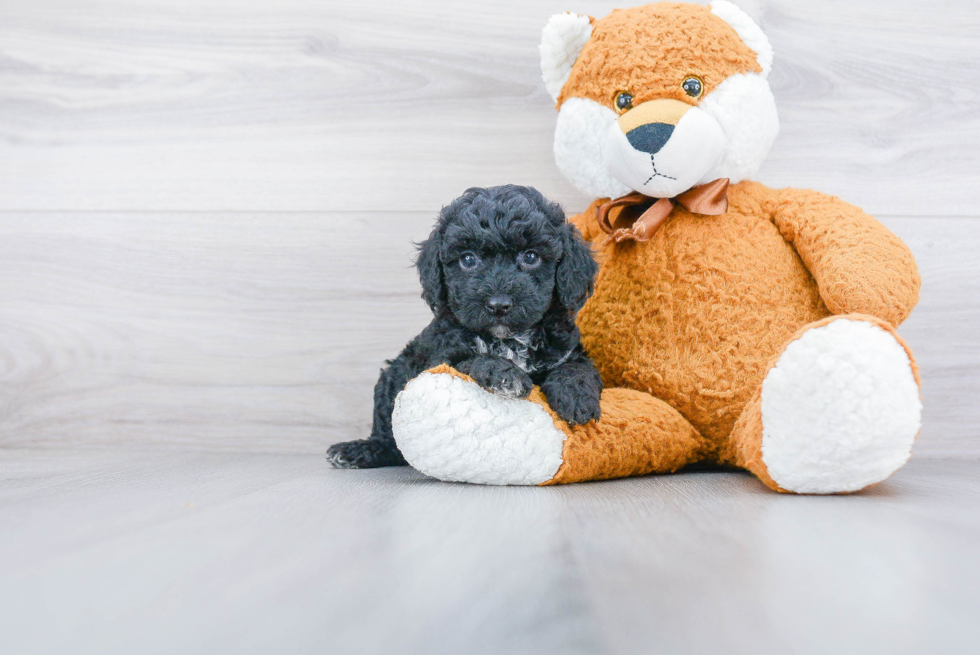 Popular Poodle Baby