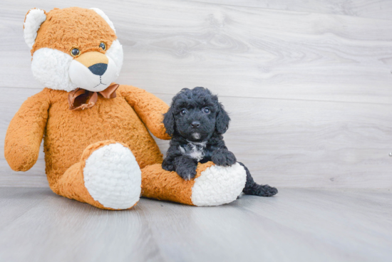 Playful Poodle Purebred Pup