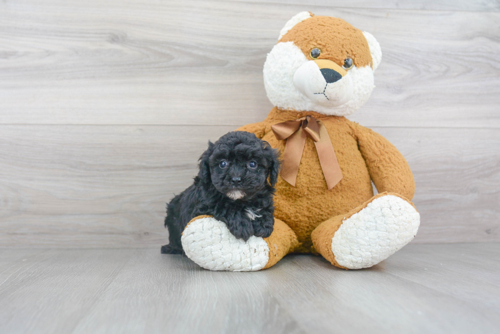 Poodle Pup Being Cute