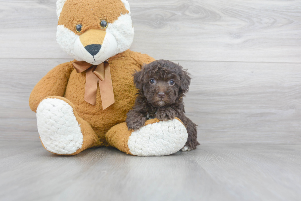 Friendly Poodle Purebred Pup