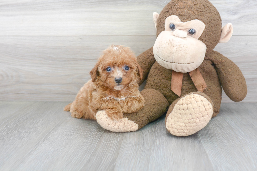 Small Poodle Purebred Pup