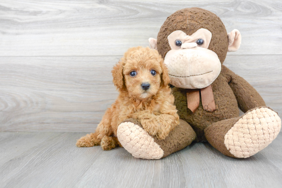 Poodle Puppy for Adoption