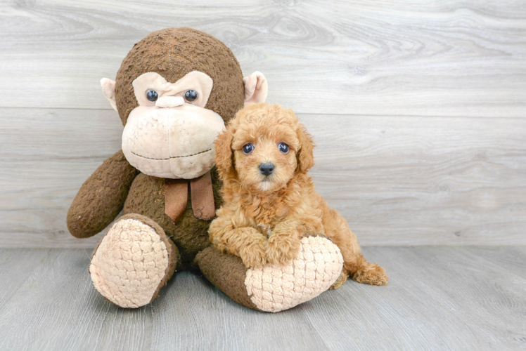 Poodle Puppy for Adoption