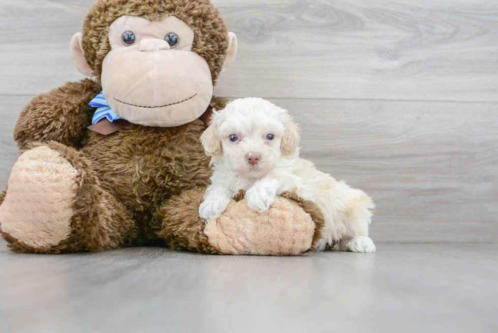 Playful Poodle Purebred Pup