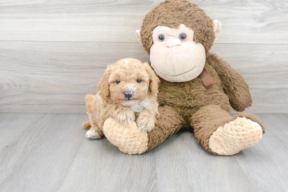 Cute Poodle Baby