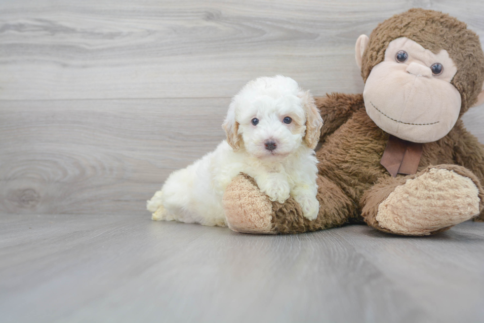 Small Poodle Purebred Pup