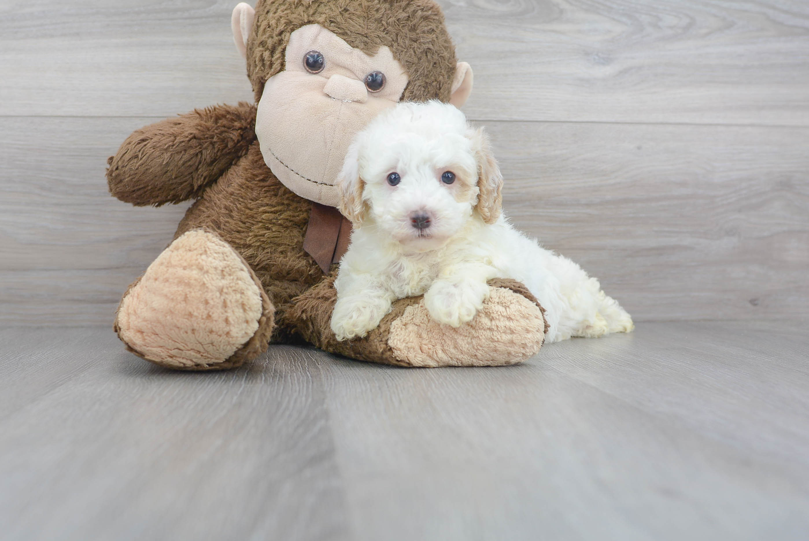 Poodle Puppy for Adoption