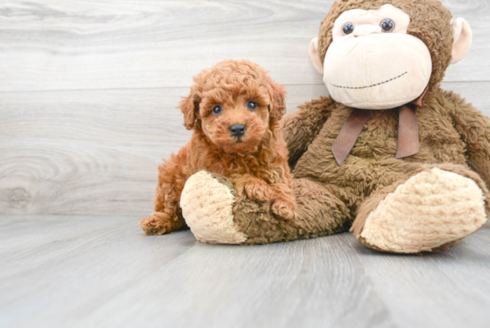 Friendly Poodle Purebred Pup