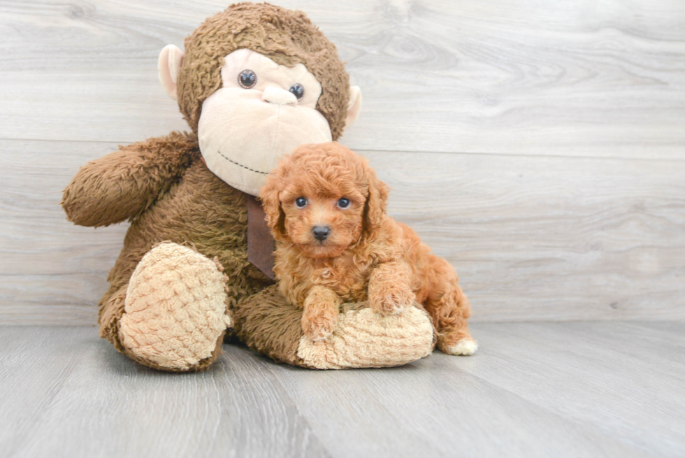 Poodle Pup Being Cute